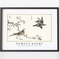Numata Kashu - Dosky Thrush and Japanese Grey Thrush illustration from Pictorial Monograph of Birds (1885)