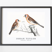 Johan Teyler - Goldfinches (1688-1698)