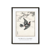 Numata Kashu - Hondo Great Spotted Woodpecker illustration from Pictorial Monograph of Birds (1885)