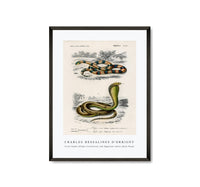 
              Charles Dessalines D'Orbigny - Coral Snake (Elaps Corallinus) and Egyptian Cobra (Naja Hoje)
            