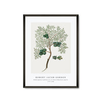 Robert Jacob Gordon - Widdringtonia nodiflora (L.) E. Powrie Mountain cypress, or Cape cedar (1777–1786)