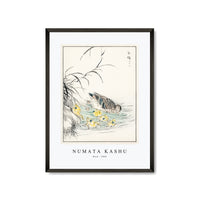 Numata Kashu - Duck illustration from Pictorial Monograph of Birds (1885)