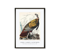 
              John James Audubon - Wild Turkey or Great American Cock from Birds of America (1827)
            