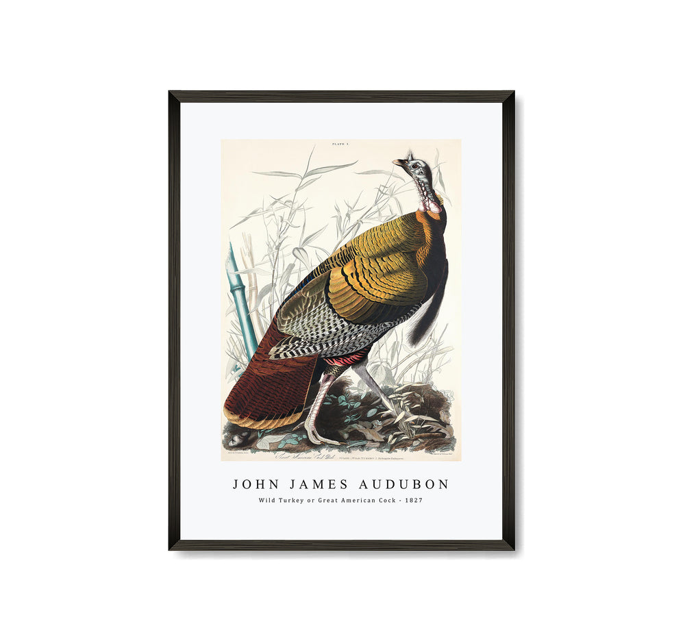 John James Audubon - Wild Turkey or Great American Cock from Birds of America (1827)
