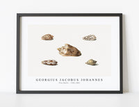 
              Georgius Jacobus Johannes - Five Shells (1782–1861)
            
