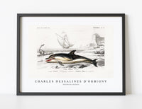 
              Charles Dessalines D'Orbigny - Delphinus delphis
            