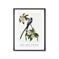 John James Audubon - Fork-tailed Flycatcher from Birds of America (1827)