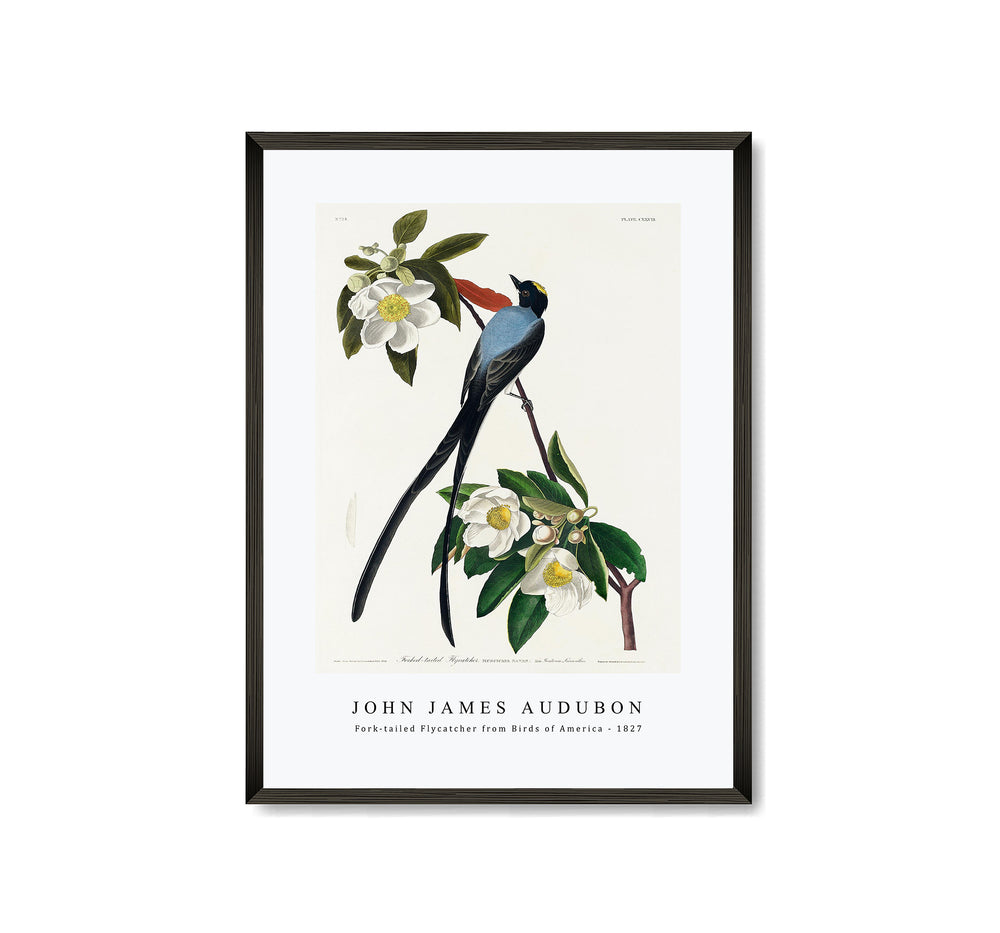 John James Audubon - Fork-tailed Flycatcher from Birds of America (1827)