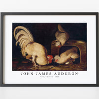 John James Audubon - Farmyard Fowls (ca. 1827)