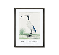 
              Robert Jacob Gordon - Threskiornis aethiopicus African sacred ibis (1778)
            