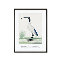 Robert Jacob Gordon - Threskiornis aethiopicus African sacred ibis (1778)