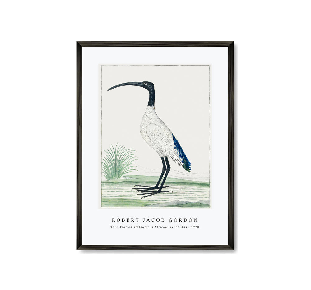 Robert Jacob Gordon - Threskiornis aethiopicus African sacred ibis (1778)