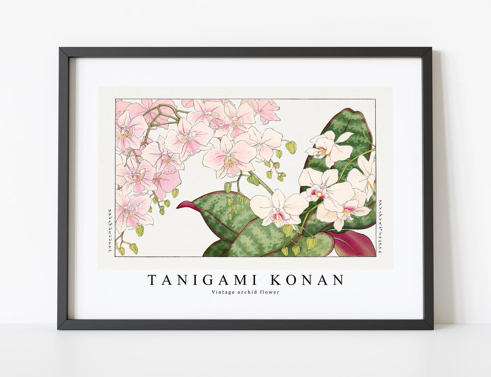 Tanigami Konan - Vintage orchid flower