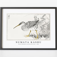 Numata Kashu - Eastern Whimbrel and Wisteria Vine illustration from Pictorial Monograph of Birds (1885)
