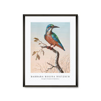 Barbara Regina Dietzsch - IJsvogel (Common Kingfisher)