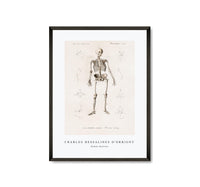 
              Charles Dessalines D'Orbigny - Human skeleton
            
