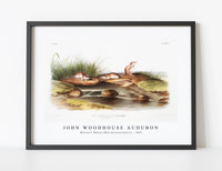 
              John Woodhouse Audubon - Missouri Mouse (Mus missouriensis) from the viviparous quadrupeds of North America (1845)
            