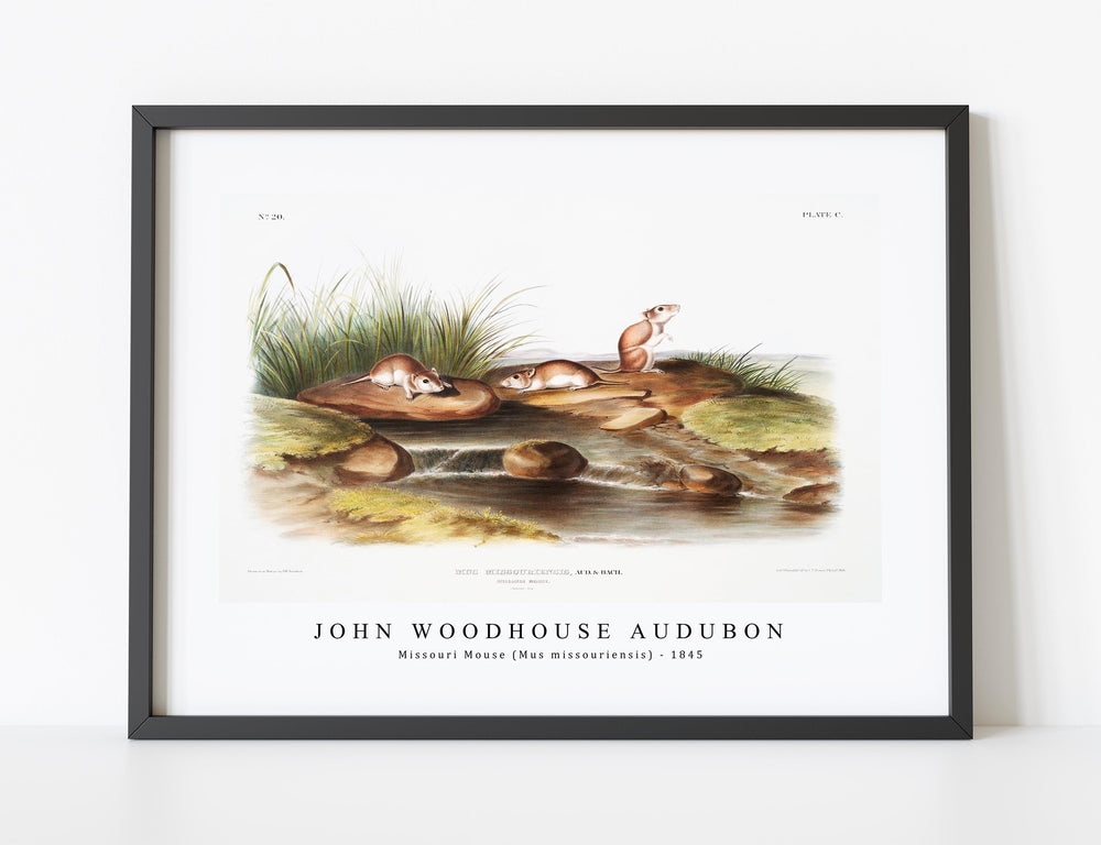 John Woodhouse Audubon - Missouri Mouse (Mus missouriensis) from the viviparous quadrupeds of North America (1845)