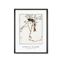 Numata Kashu - Siberian Blue-tail illustration from Pictorial Monograph of Birds (1885)