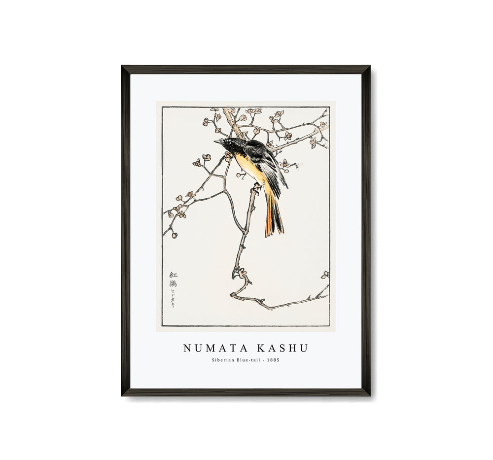 Numata Kashu - Siberian Blue-tail illustration from Pictorial Monograph of Birds (1885)
