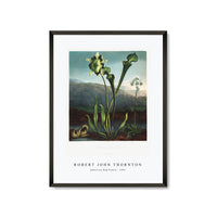 Robert John Thornton - American Bog Plants from The Temple of Flora (1807)