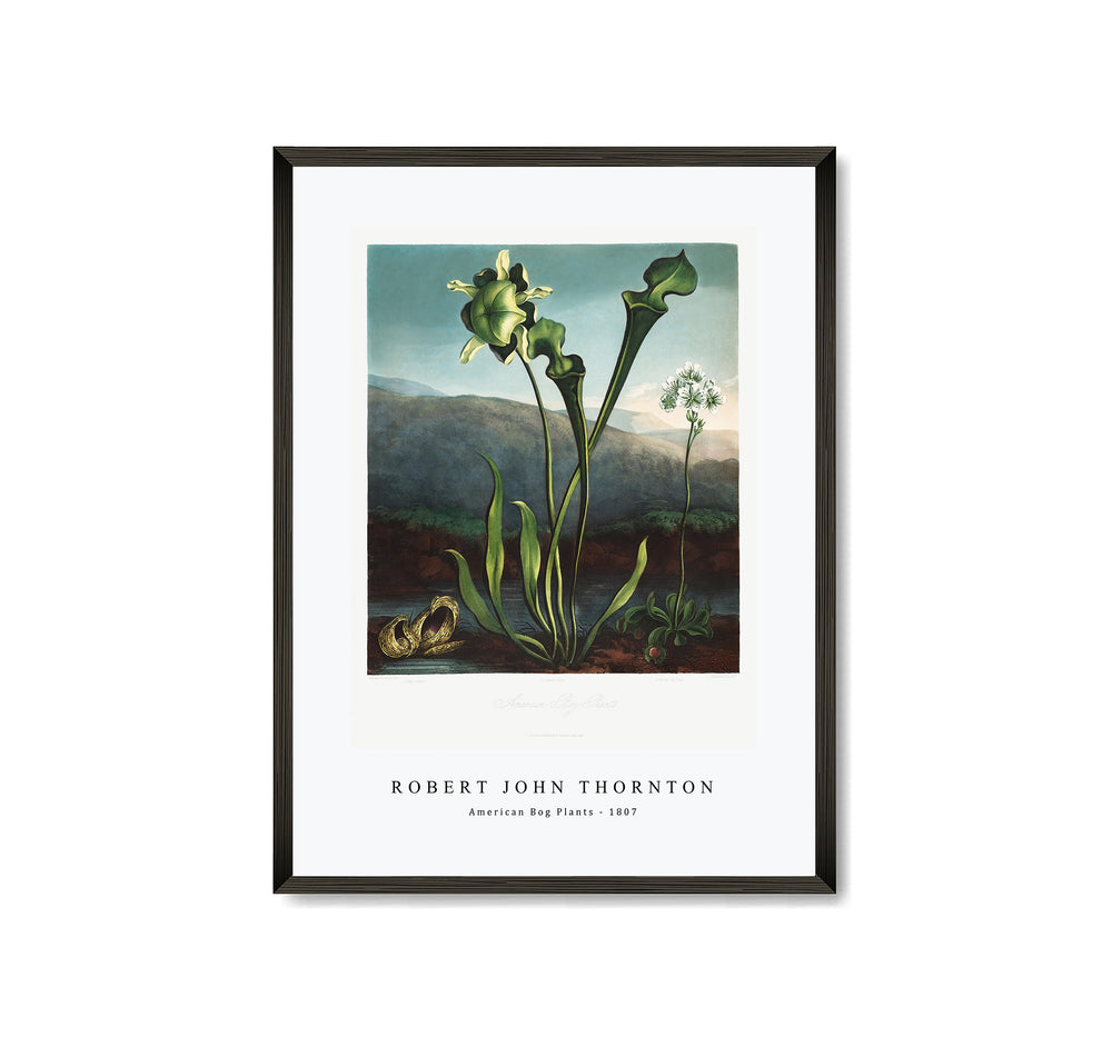 Robert John Thornton - American Bog Plants from The Temple of Flora (1807)