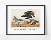 
              John James Audubon - Golden Plover from Birds of America (1827)
            