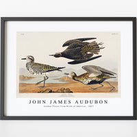 John James Audubon - Golden Plover from Birds of America (1827)
