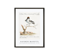 
              Saverio Manetti - Lanius Ferrugineus Maior Capite Ruffo (Lanius) 1723-1785
            