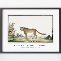 Robert Jacob Gordon - Acinonyx jubatus cheetah (1777–1786)