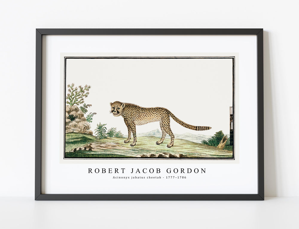 Robert Jacob Gordon - Acinonyx jubatus cheetah (1777–1786)