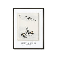 Numata Kashu - Swallow illustration from Pictorial Monograph of Birds (1885)