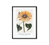 
              Johan Teyler - Sunflower (1688-1698)
            