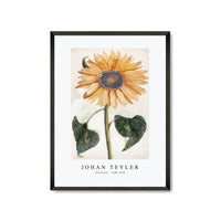 Johan Teyler - Sunflower (1688-1698)