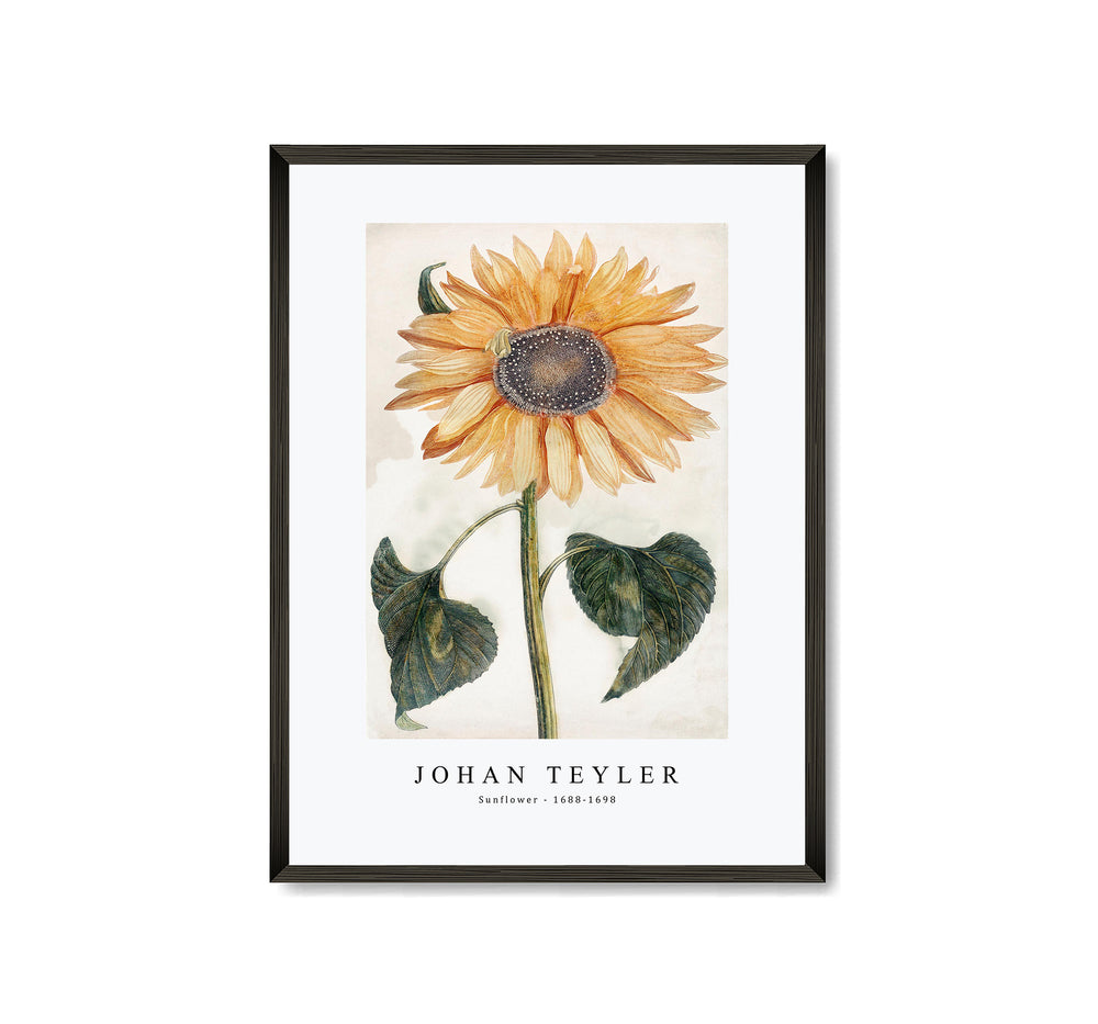 Johan Teyler - Sunflower (1688-1698)