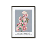 
              Ogawa Kazumasa - Beautiful photomechanical prints of Cherry Blossom (1887–1897)
            