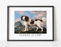 
              George Stubbs - Brown and White Norfolk or Water Spaniel 1778
            