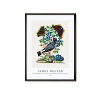 
              James Bolton - Northern Wheatear, Bilberry and Camberwell Beauty and Pupa 1768
            