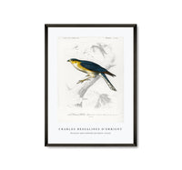 
              Charles Dessalines D'Orbigny - Eurasian sparrowhawk (Accipiter nisus)
            
