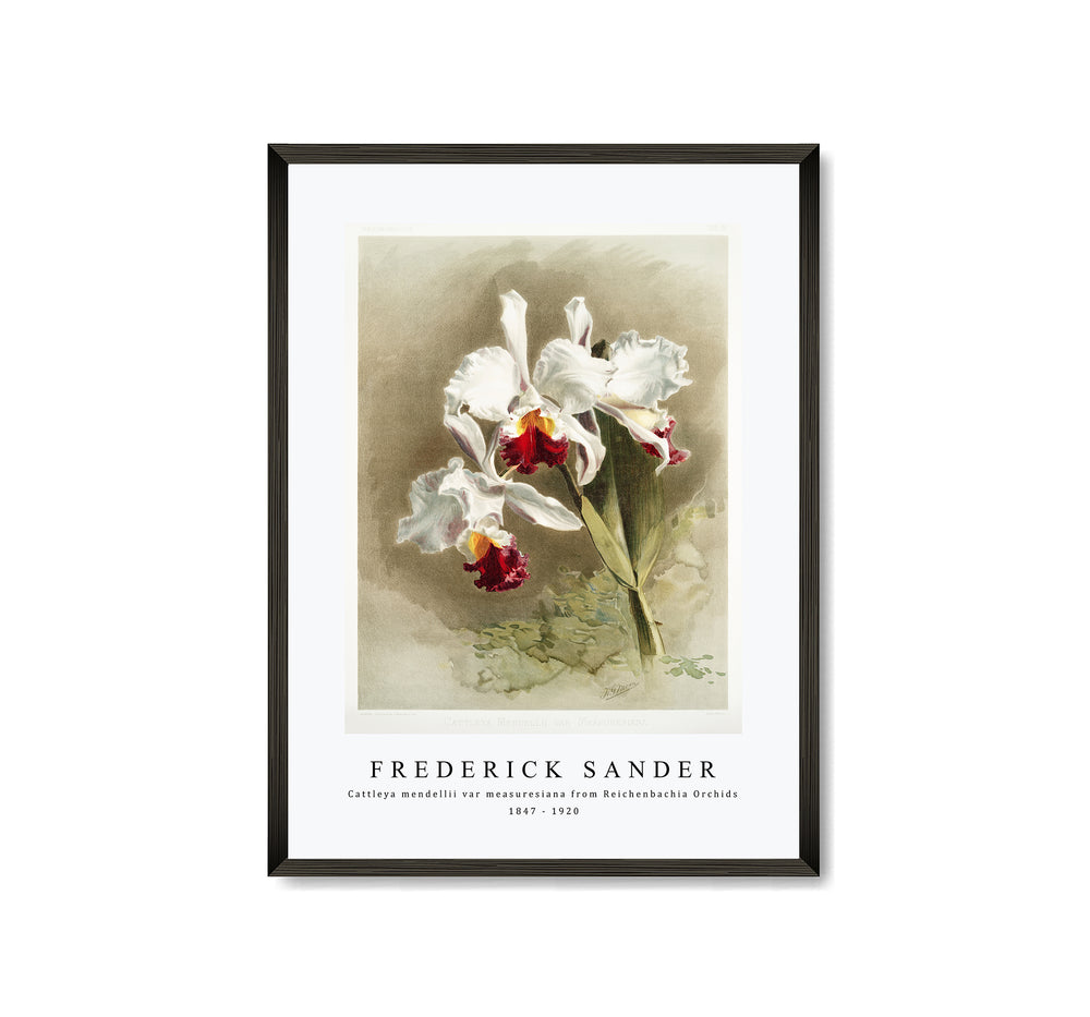 Frederick Sander - Cattleya mendellii var measuresiana from Reichenbachia Orchids-1847-1920