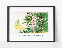 
              Tanigami Konan - Lupinus flower
            