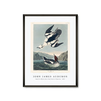 John James Audubon - Smew or White Nun from Birds of America (1827)