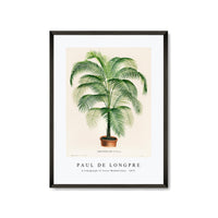 Paul de Longpre - A lithograph of Cocos Weddelliana 1875