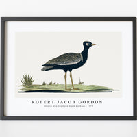 Robert Jacob Gordon - Afrotis afra Southern black korhaan (1778)