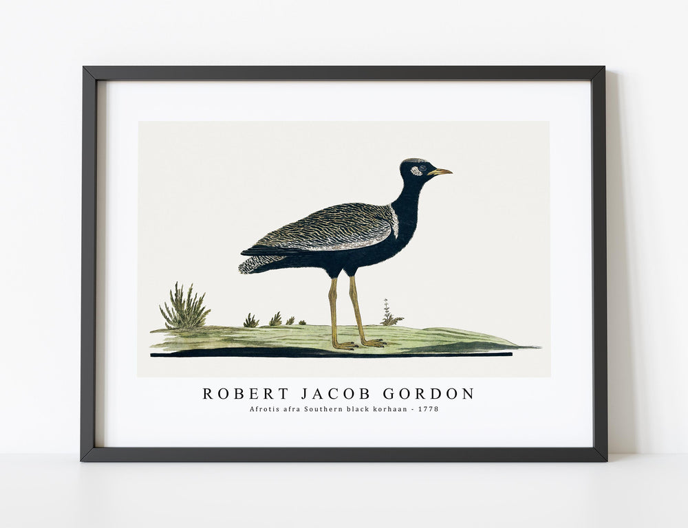 Robert Jacob Gordon - Afrotis afra Southern black korhaan (1778)
