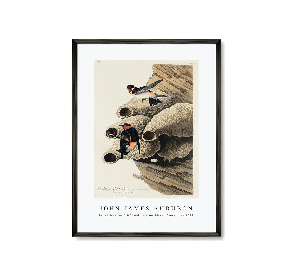 John James Audubon - Republican, or Cliff Swallow from Birds of America (1827)