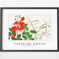 Tanigami Konan - Erythrina & panicum flower