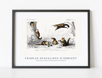 
              Charles Dessalines D'Orbigny - Glaucomys sabrinus (Polatouche D Amerique)
            
