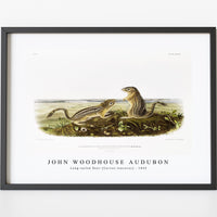 John woodhouse Audubon - Leopard Spermophile (Spermophilus tridecemlineatus) from the viviparous quadrupeds of North America (1845)