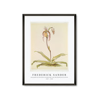 Frederick Sander - Cypripedium hybridum youngianum from Reichenbachia Orchids-1847-1920